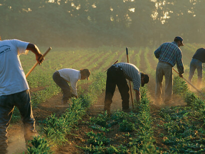 Hard work for the immigrants