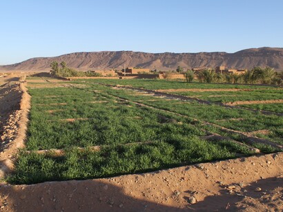 Green plantation in Morocco