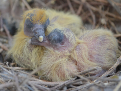 Two young pigeons in the nest