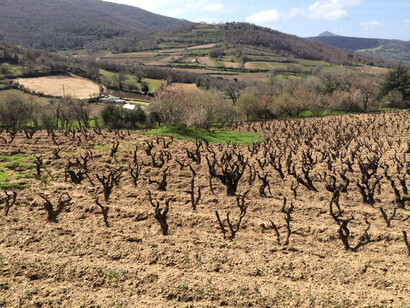 Mamoiada Vineyards