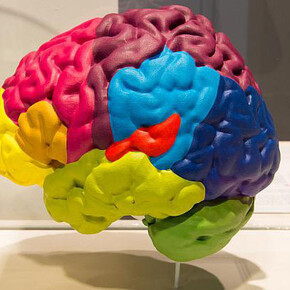 Gallery of Humankind. Courtesy of Royal Belgian Institute of Natural Sciences