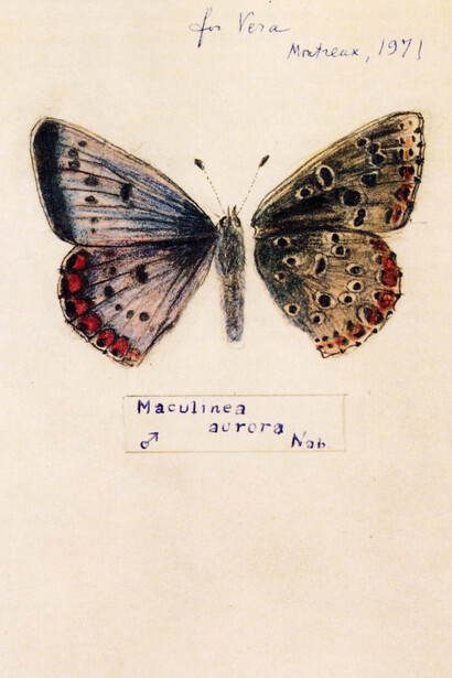«Maculinea aurora». Mariposa ficticia (Nabokov, 1971)