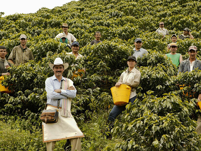Coffee plantations in Colombia