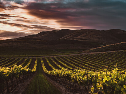 Vigneto, Umbria, Italia. I vignaioli fanno sempre più attenzione alle varietà coltivate e a dare vita a vigneti sempre più specializzati