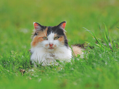 Gli animali domestici possono essere un veicolo di trasmissione