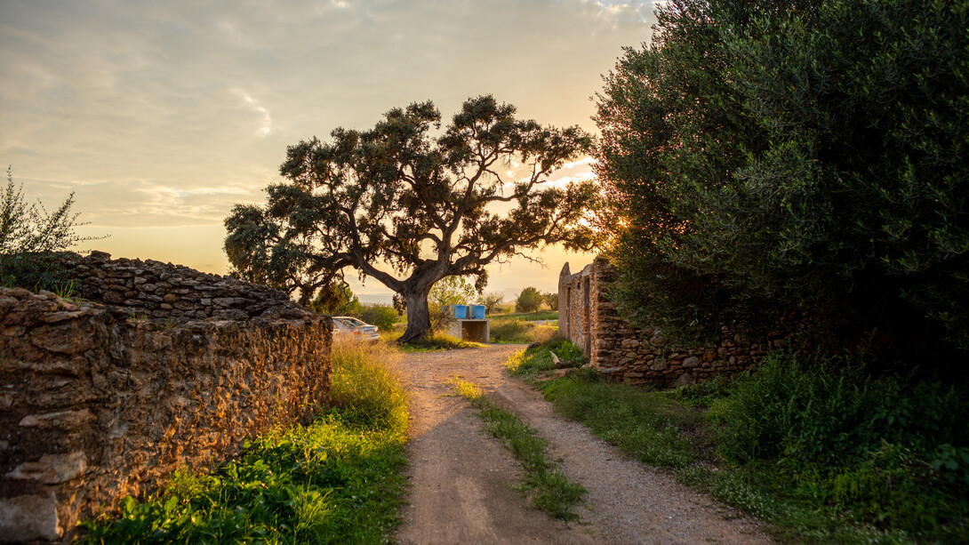 Un sendero hacia un paisaje bucólico en Vilafamés, España