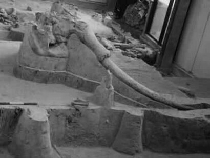 Zanne di un elefante dalle zanne dritte, Palaeoloxodon antiquus, custodite nel Museo Paleontologico di Polledrara di Cecanibbio
