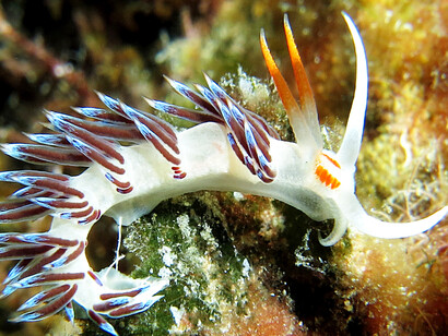 Nudibranchi del Mediterraneo