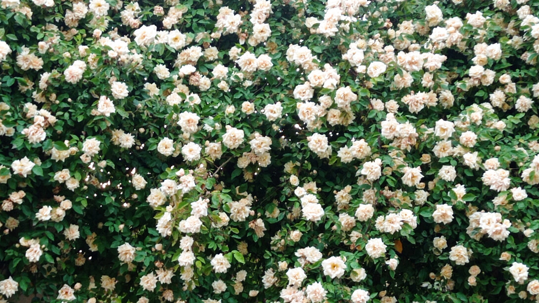 Rose a profusione di Reve D'or Foto di Cristina Motta