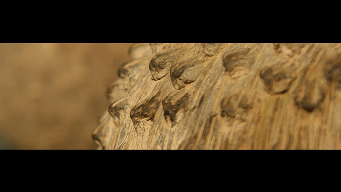 Bright Animals and Dull Plants. Courtesy of Museo Chileno de Arte Precolombino