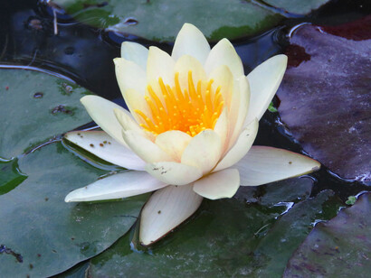 Nymphaea, Water lily, ad Harborea, Villa Mimbelli, Livorno