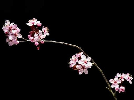 Fiori di ciliegio. Stiamo perdendo la memoria sensoriale, tattile, olfattiva