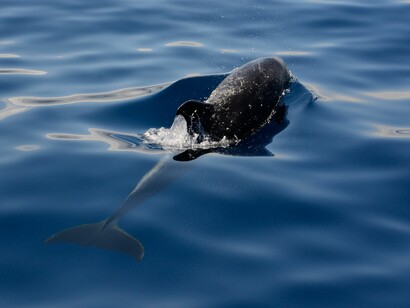 Tursiops aduncus