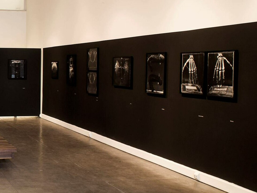 OJardim, Exhbition view. Courtesy of Galeria Mezanino
