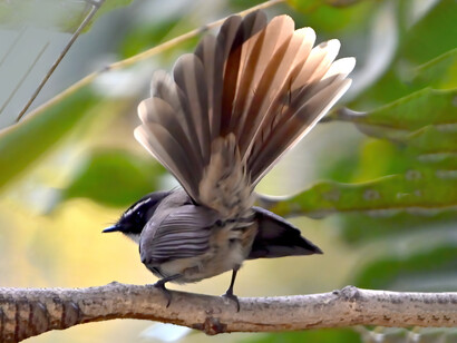 Whitespotted fantail, Pune ... constantly fanning its tail in an extravagant display - all about breeding, or also play © Ashish Kothari