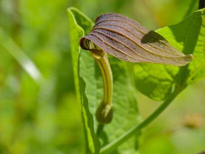 Aristolochia (Aristolochia rotunda)
