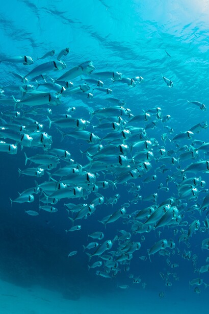 Con Gaia Blu, il CNR rafforza il suo impegno per una scienza accessibile e multidisciplinare, in grado di connettere ricerca, tecnologia e salvaguardia del mare