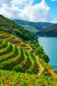 Douro Vinhateiro