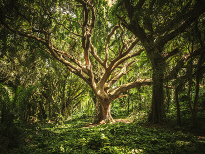Bosque: la humanidad, como proceso resultante de miles de millones de años de evolución del universo y de la vida, ha sufrido grandes transformaciones en su capacidad de relacionarse con su entorno y con su propia identidad