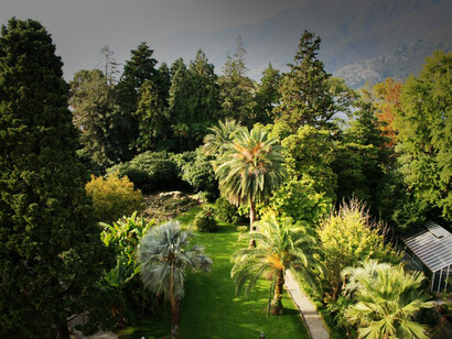 Giardino dell'Isola maggiore di Brissago, Svizzera. Palmeto, visto dall'alto