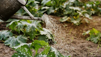 Un getto di acqua fresca disseta le piante nell'orto