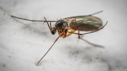 Moscerino della frutta si posa su una superficie