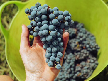 Close-up of a person’s hands holding grapes during the harvest