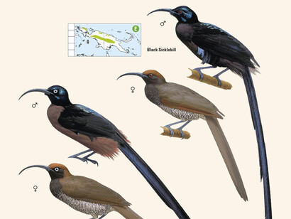 Astrapias from 'Birds of New Guinea' by Lynx Edicions