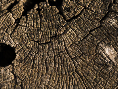 Les racines du savoir dans la matière