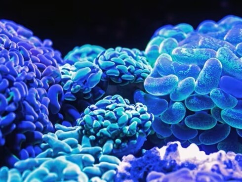 I giardini di corallo di Bunaken e Siladen erano considerati tra le più belle barriere coralline esistenti