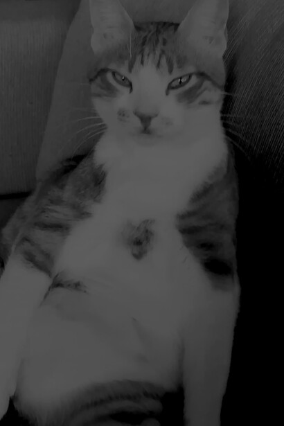 Luz, el gato de la casa