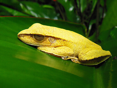 A tropical biodiversity collapse is imminent, scientists warn