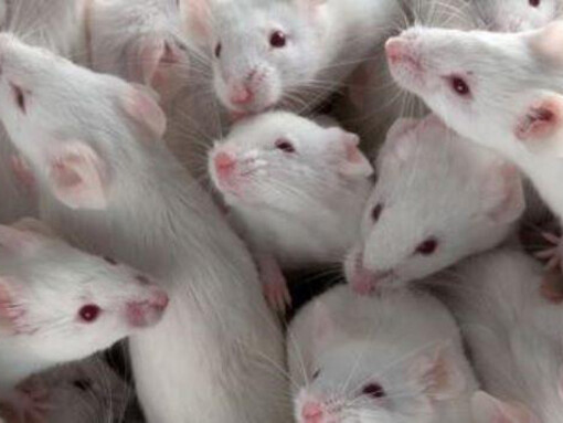 Ratas de laboratorio, apelotonadas
