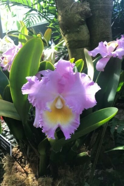 The Orchid Show at the New York Botanical Garden