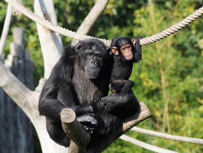 The chimpanzee, through sign language can learn, more or less, like a deaf-mute