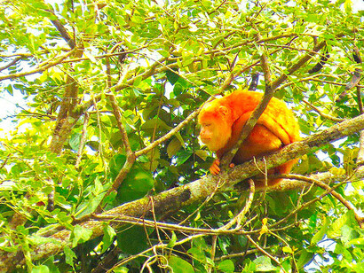 Mono aullador ya amarillo