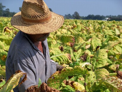 Migrant farmer