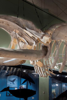 Hall of Great Whales. Courtesy of New Brunswick Museum