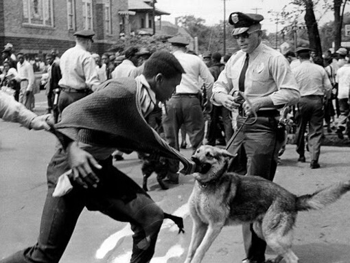 Police dog reaction against a demonstrator