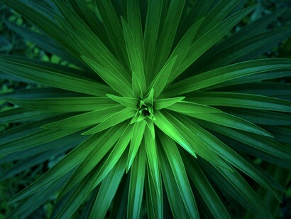 Pianta