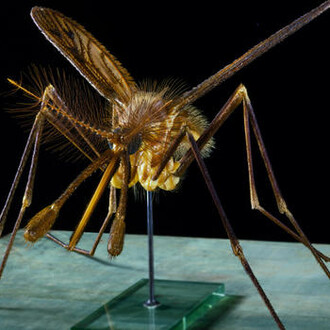 Hall of North American Forests. Courtesy of American Museum of Natural History