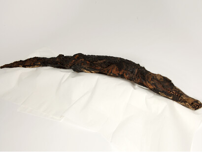 Crocodile Mummy, Manchester Museum, The University of Manchester © Alan Seabright