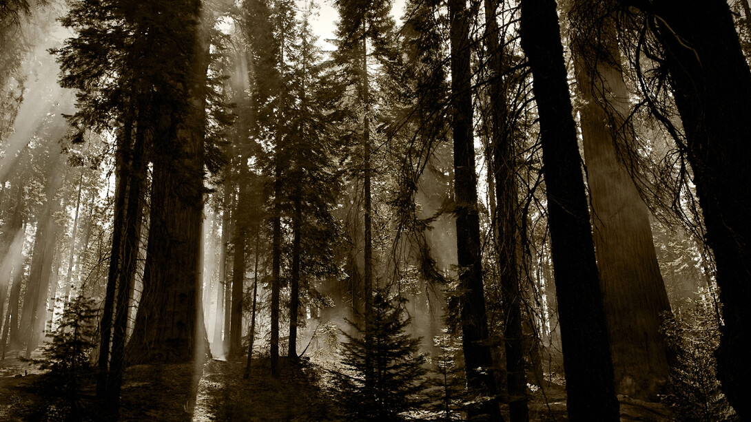 Lo spirito della pineta