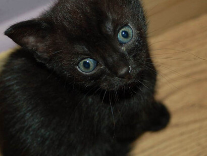Little black cat