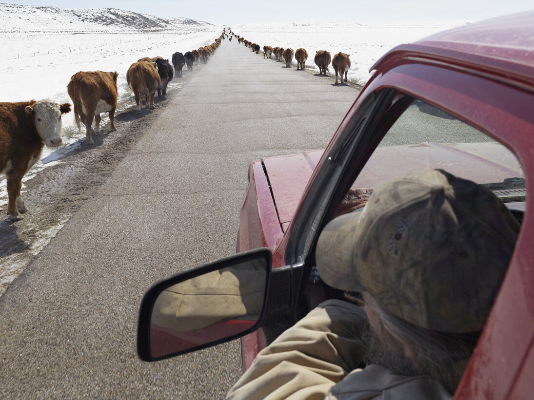 Lucas Foglia, Moving Cattle to Springtime Pasture, Boulder Wyoming 2011, digital c-print on Fuji Crystal Archive paper mounted on Dibond. Courtesy of Robischon Gallery