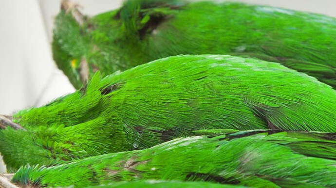 Zoology collections. Courtesy of Natural History Museum 