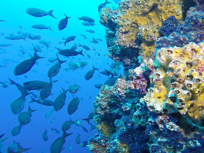 Fonds marins des Galápagos. L'intensification des crises environnementales et climatiques, qui les impactent au premier chef