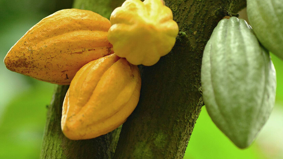 Theobroma cacao