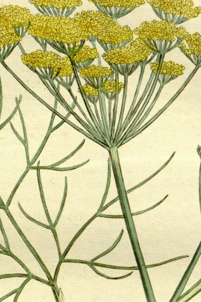 "Anethum foeniculum", en "Botánica médica", de Hooker, William Jackson, John Bohn; Sowerby, James; Spratt, G.; Woodville, William, 1832