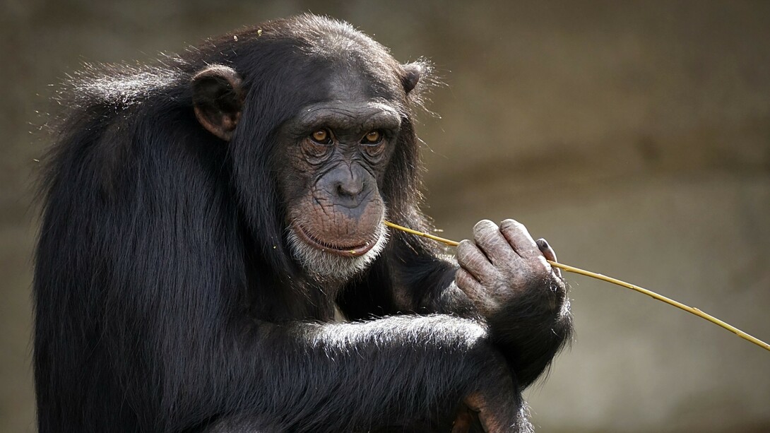 Gli uomini pensano erroneamente che gli animali siano tutti uguali